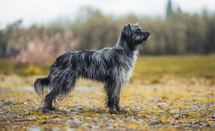  Pyrenean Shepherd